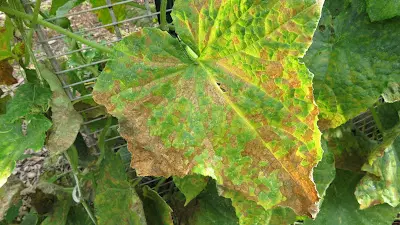 Advanced Cucumber Leaf Damage from Leaf Hoppers