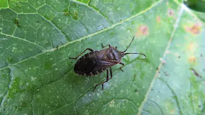 The Squash Bug 