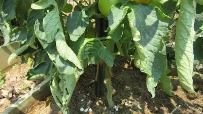 Tomato Leaf Curling or Rolling