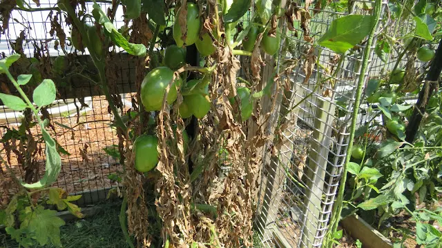 Tomato Leaf Damage from High Temperatures