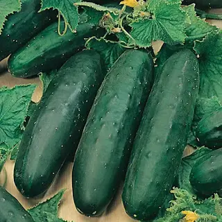 At My Shop: Marketmore Cucumbers